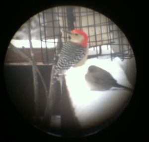 Red Bellied Woodpecker. And friend